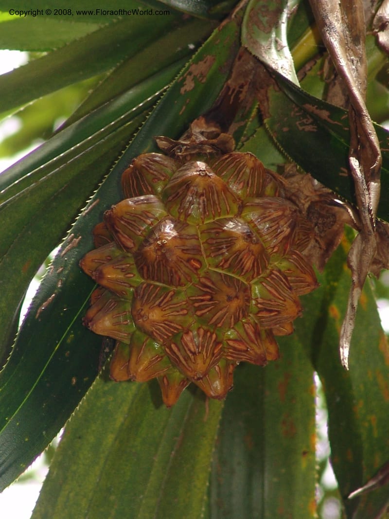 Pandanus--Madag. Antananarivo. Parc Bot. Zool. Tsimbazaza. 25 Jan 06. 102.jpg