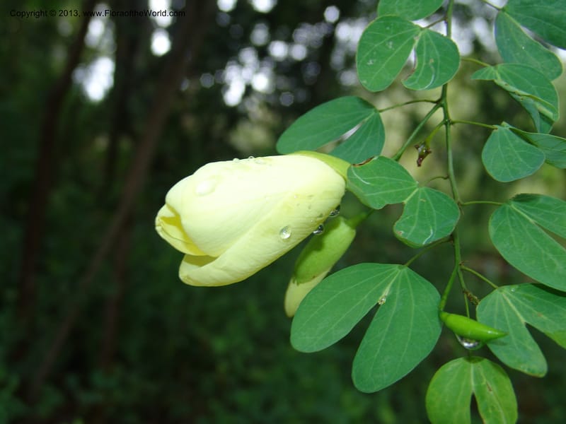 Bauhinia tomentosa--So.Africa. Lowveld Nat. Bot. Gard. 14 Mch 05. 078.jpg