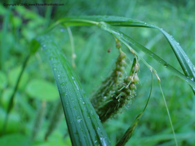 Carex crinata, Mori S 27442, USA, North Carolina, Wake Co., Boyce Bridge Rd., 25 May 2010 (6).JPG