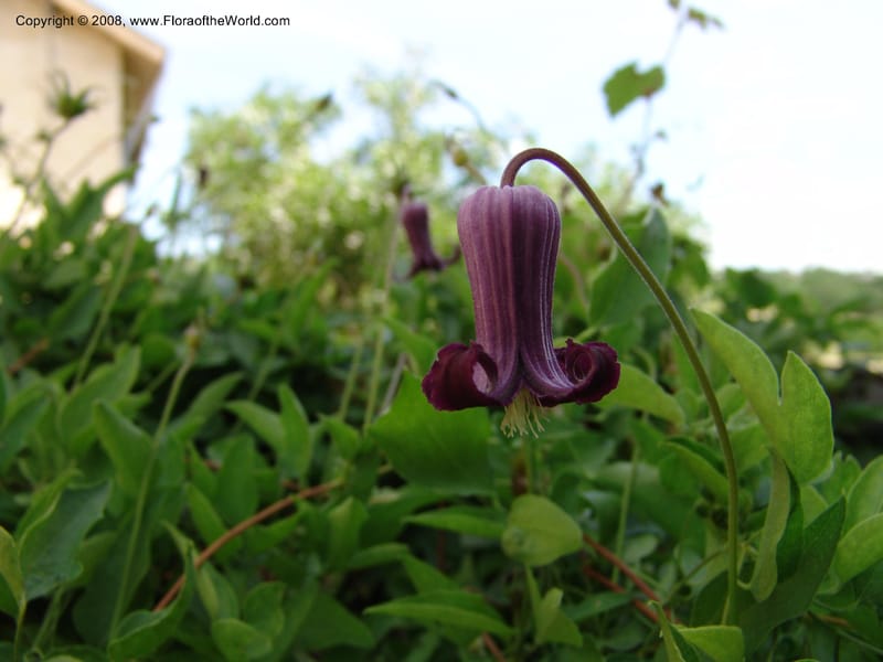 Clematis pitcheri--TX. Johnson Wildflower Center. 13 Jun 04. 006.jpg