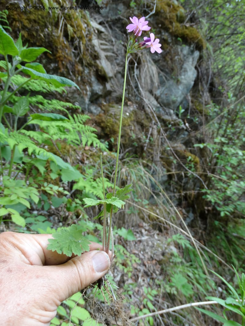 Primula polyneura, Boufford, D 43609--China. Sichuan. ShaShiDuo. 8 May 2014. DSC04232 (85).JPG