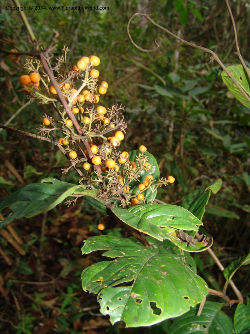 Davilla nitida, Farfan 677--Peru. Edo. Madre de Dios. ACEER Res. Ctr. Mango Trail.18 Oct 05. 141 (1).jpg