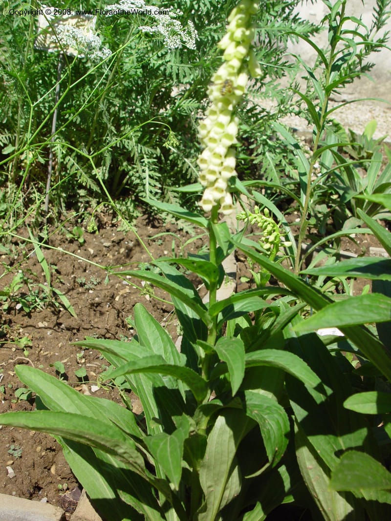 Digitalis lutea--Italy. Tuscany. Univ. Firenze, Giard. dei Simplici, Florence. 22 May 03. 003.jpg