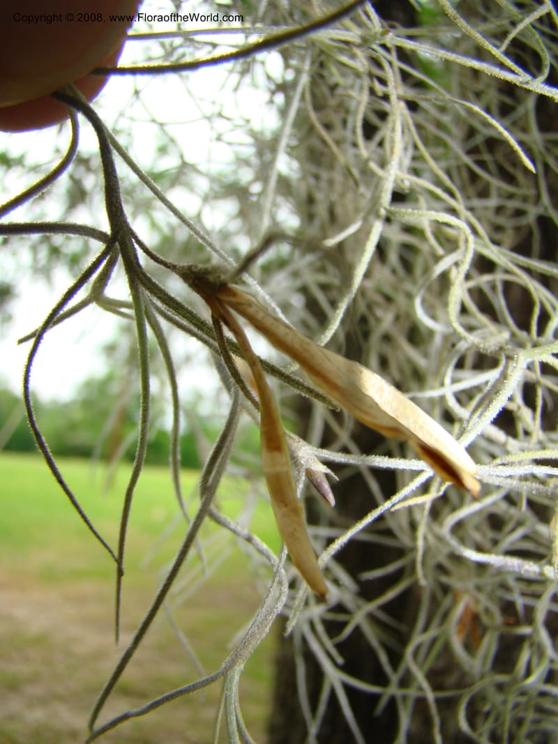 Tillandsia usneoides, CDavidson11164--TX. Walker Co. Newport Village Rd. 27 Apr 08. 148.jpg
