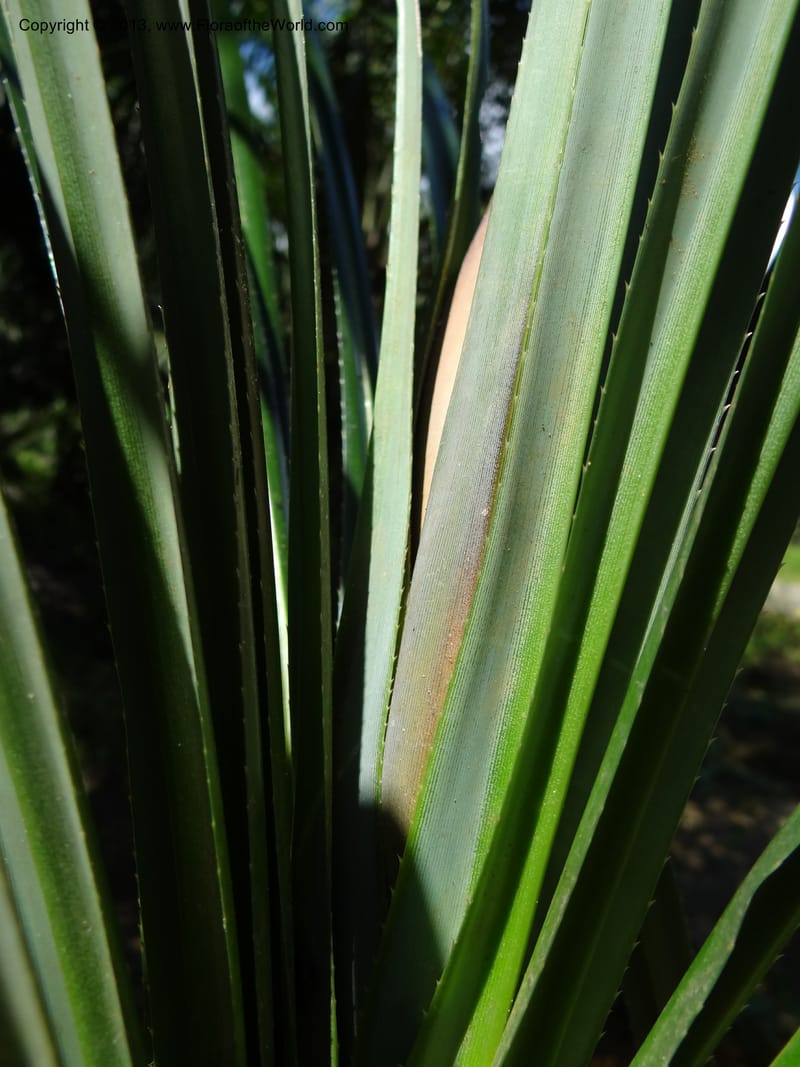 Pandanus discostigma, Callmander 1034--Malaysia. Sabah. Tahan Niaga Plantation. 8 Apr 2012. DSC07609 (71).JPG