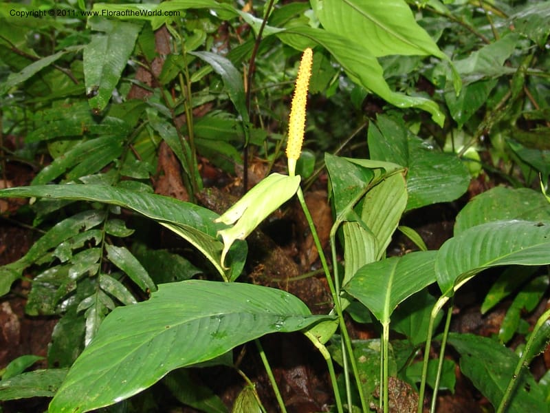 Spathiphyllum, RVasquez31588--Peru. Prov.  Oxa. Estac. Paujil. Camino  Pozo Tigre. 17 Oct 06. 365.jpg