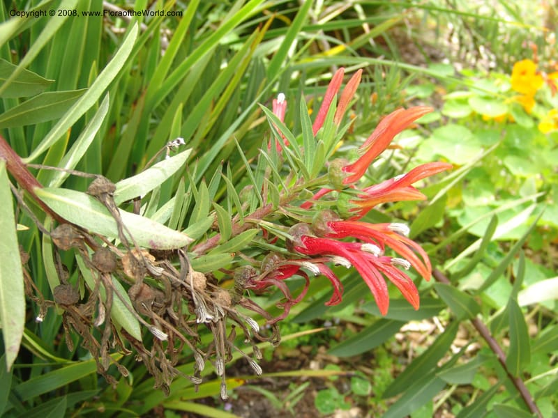 Lobelia excelsa, s.n.--CA. San Francisco Arboretum. 9 Aug 07. 563.jpg