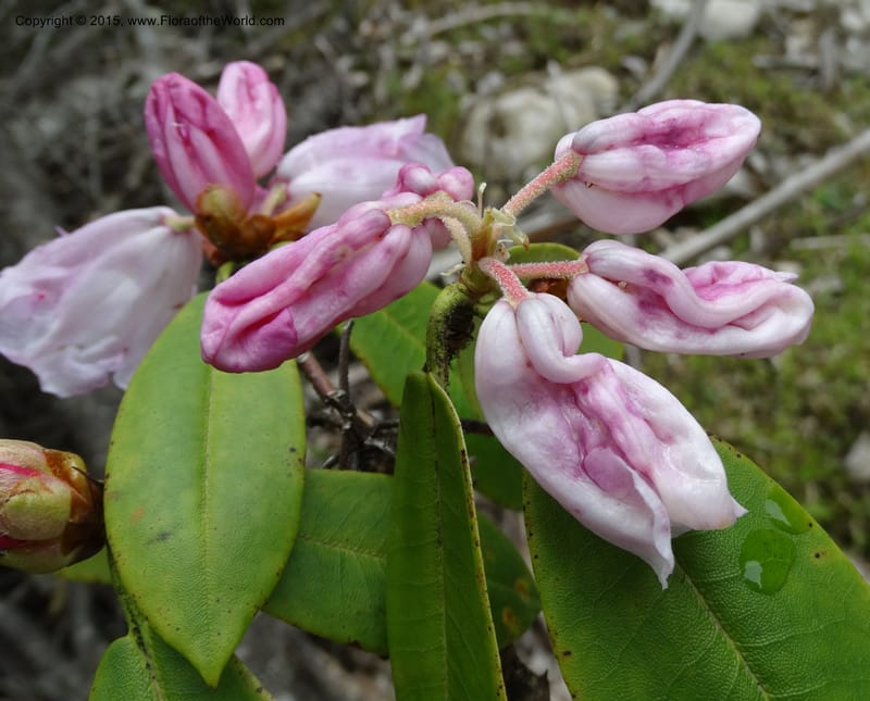Rhododendron, Boufford, D 43643--China. Sichuan. XiaYingShan to XiangZhai. 10 May 2014. DSC05109 (180).JPG