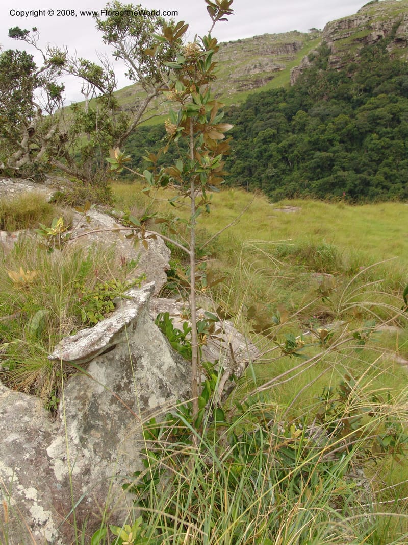 Anastrabe integerrima--So.Africa. E. Cape. Umtamvuna Nat. Res. 11 Mch 05. 096.jpg