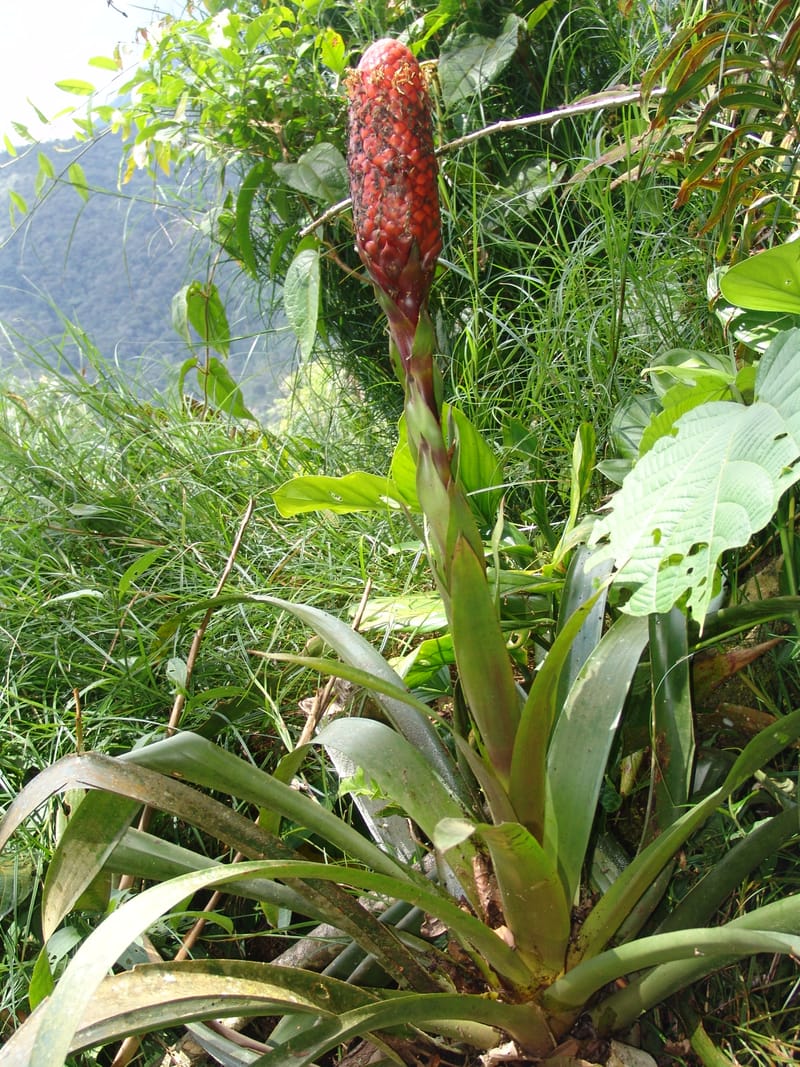 Guzmania claviformis, Neill 15929--Ecuador. Prv. Zam. Ch. C del Condor. Wawaime plot. 22 Sep 07. 344 (9).jpg