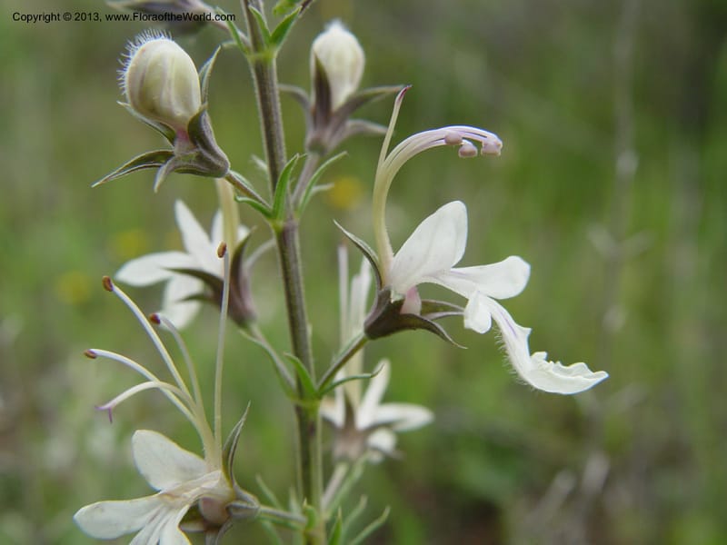 Teucrium pseudochamaepitys--Spain. Almeria Prv. Cantera de los Yesos, off AL140. 16 (34).jpg