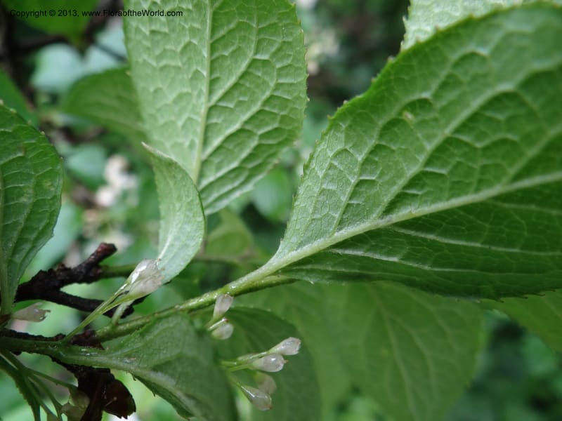 Symplocos paniculata, Davidson, C 11994--China. Zhejiang Prov. Tian Mu Shan. 2 Jun 2012. DSC01554 (168).JPG
