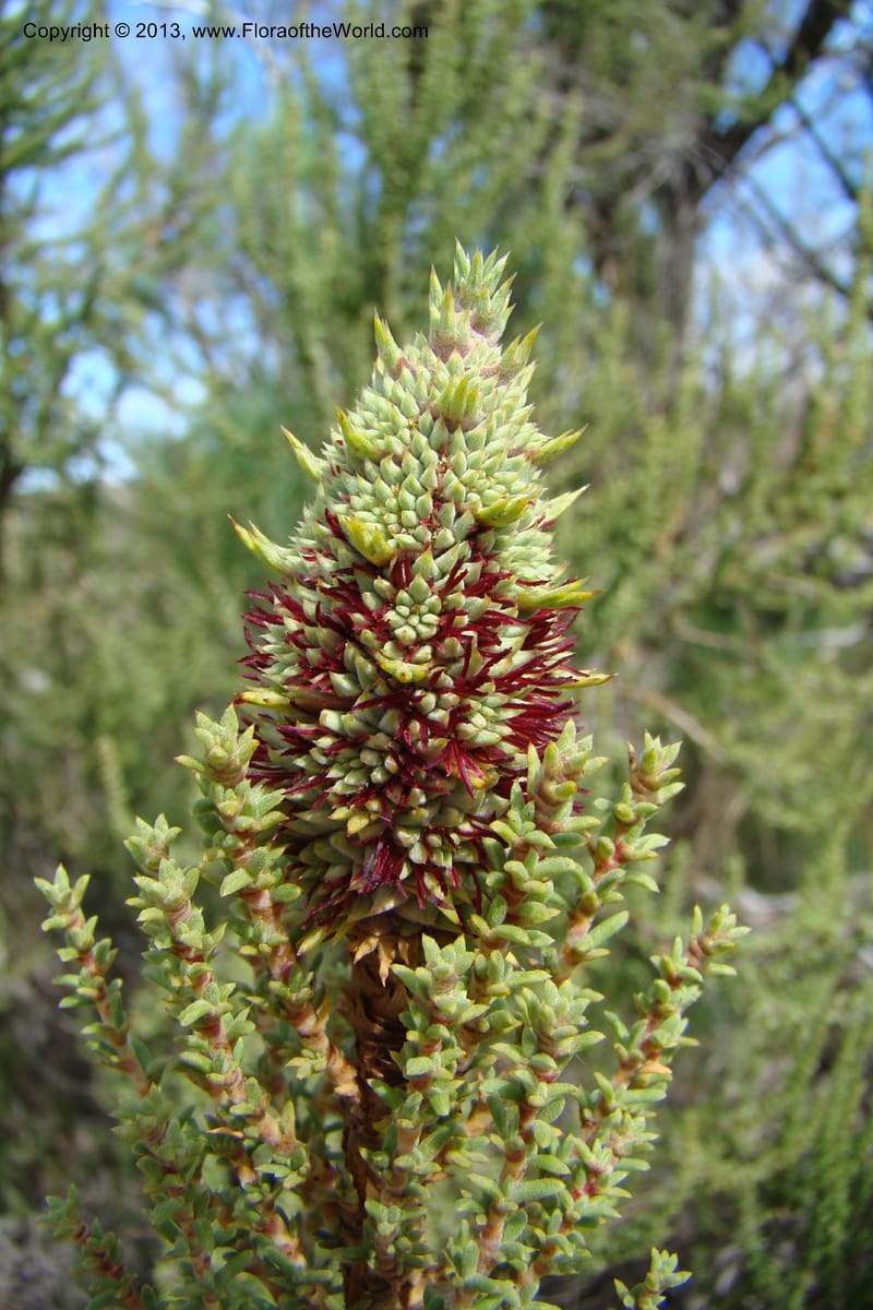 Cliffortia dichotoma, C. Davidson 11570--So Africa. No Cape. Papkuilsfontein. 26 Aug 09. 1 (11).jpg