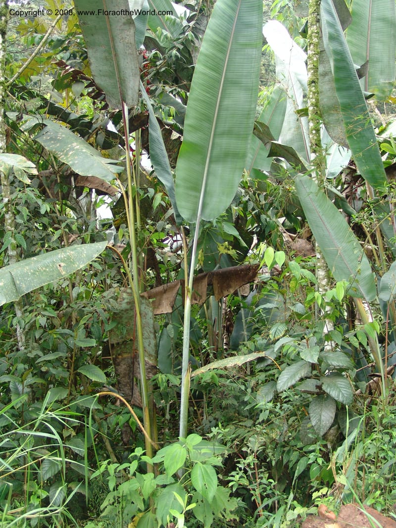 Heliconia griggsiana, Croat94560--Ecuador. Prov. Pichincha. Tandayapa-Nono. 13 Feb 05. 144.jpg