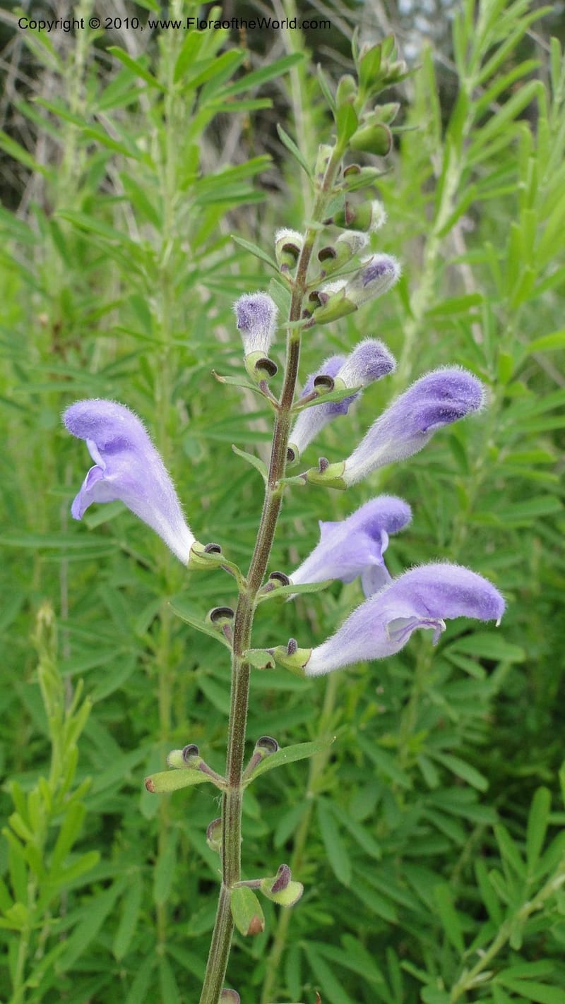 Scutellaria integrifolia, Mori 27426--North Carolina. Jones Co. Catfish Lake Rd. Mile 10.5. 23 May 2010. 127 (35).jpg