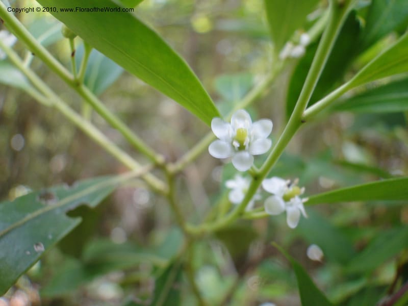 Ilex glabra, Mori, S 27396, USA, North Carolina, Johnson Co., Hwy 50, 3 km SE of Benson, 21 May 2010 (17).JPG