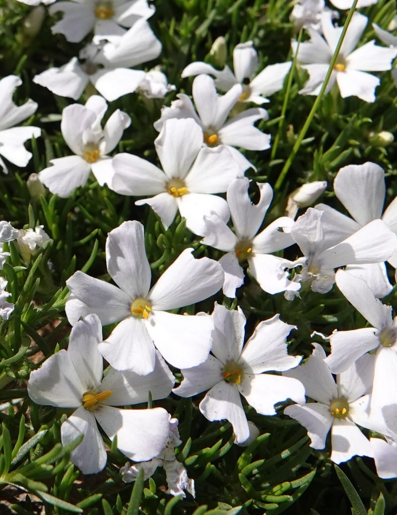 Phlox caespitosa, C. Davidson 13842--ID. Shoshone Co. Freezeout Rd. FR 301. 10 Jul 2018. DSC06582 (402).JPG