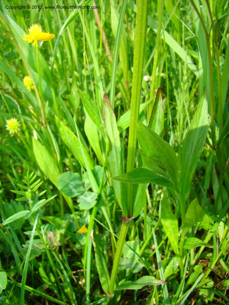 Ranunculus, C. Davidson 11201--Slovenia, Notranjska Region, Meadow near Planina and Unica River, 16 May 2008. 049 (3).jpg