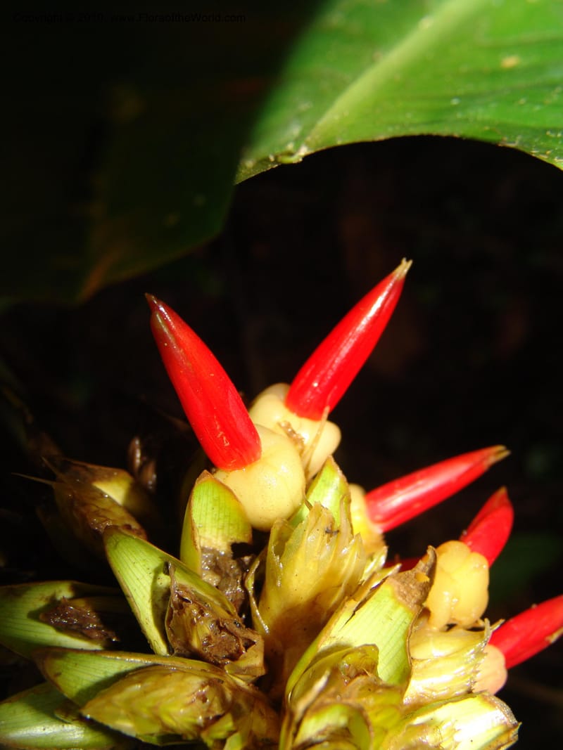 Calathea, Croat 96199--Ecuador. Edo. Guaya. Manglares Churute Ecol. Res. 21 Mar 06. 189 (2).jpg