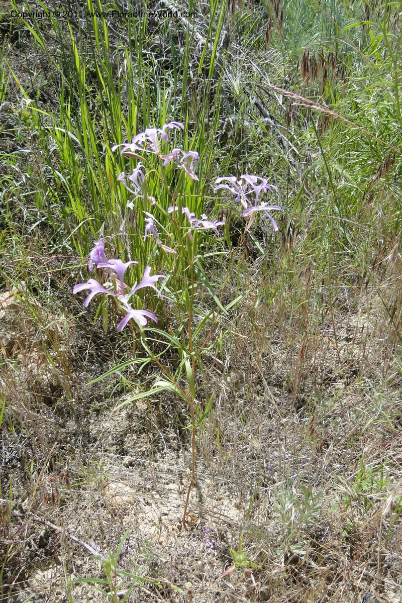 Clarkia pulchella, C. Davidson 11854--Oregon. Malheur Co. Leslie Gulch. 30 June 2011. 249.jpg