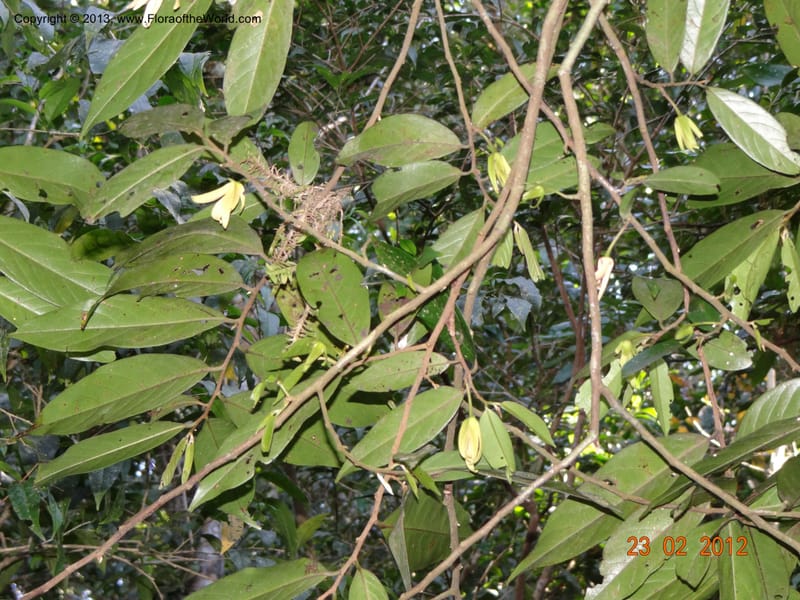 Xylopia sp. unk., Espinosa-Jimenez, J. A 1180--Mexico, Chiapas,Biosfera  El Ocote  23 Feb 2012  3937 (4).JPG