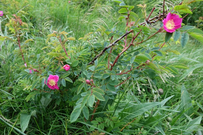 Rosa pendulina, Davidson, C 13265--Switzerland. Oberwald. Chapel St. Nikolas. 2 Jul 2016. DSC07728 (744).JPG