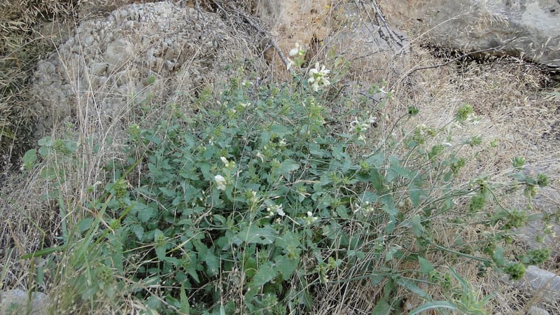 Stachys ballotiformis, A. G. Miller 132.11--Iraq. Kurdistan. Shakh-i Pira Magun. Gueza Khan. 11 June 2010. 089 (24).jpg