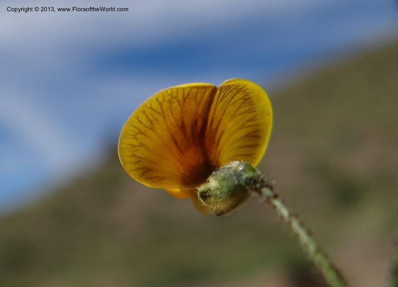 Adesmia, WDS 34191--Chile. Cta. 115. La Laguna. 22 Feb 2013. DSC02595 (69).JPG