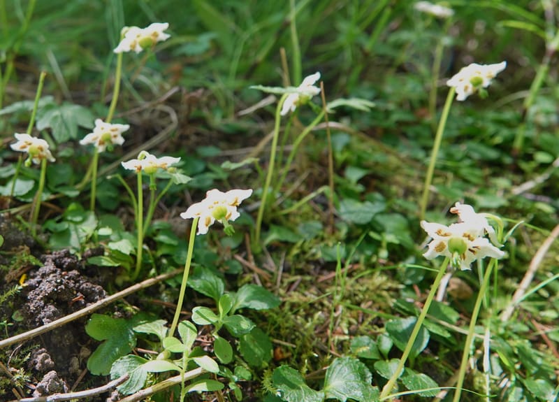 Moneses uniflora, C. Davidson 14039--ID. Valley Co. Sylvan Cr. Payette Lake. 31 July 2019. DSC01112 (4).JPG