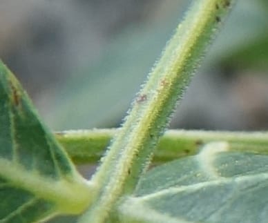 Schinus areira, Fortunato 13200--Argentina. Hwy 150 S of San Augustin. 9 Feb 2018. DSC09845 (66).JPG