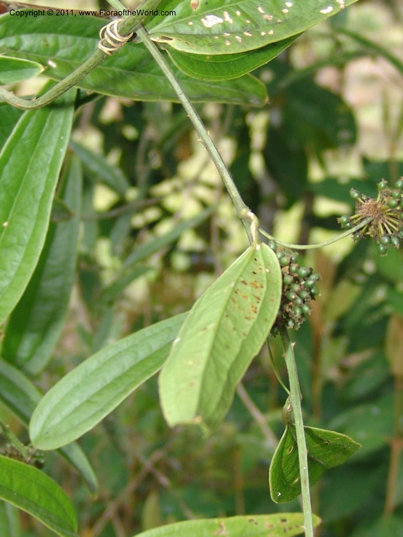 Smilax obliqua, RVasquez 31461--Peru. Prov. Oxa. Parq. Nac. Yanachaga Chemillen. 12 Oct 06. 177 (9).jpg