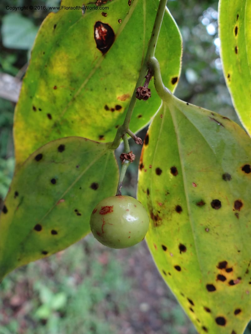 Smilax, Ulloa, C 2268--Ecuador. Zamora-Chinchipe. San Francisco. 28 Sep 2012. DSC05248 (348).JPG