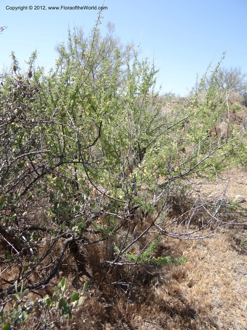 Acacia greggii, Davidson, C 11931--AZ. Yavapai Co. Crown King Rd. 7 May 2012.  (14).JPG