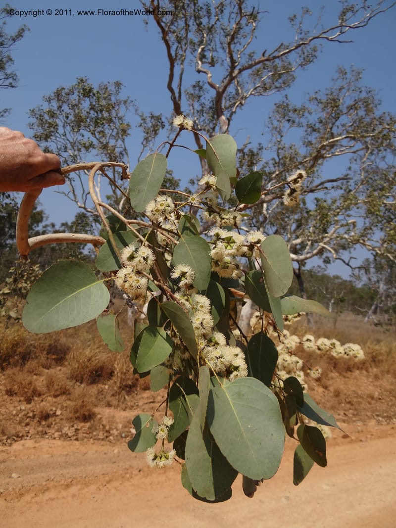 Eucalyptus platyphylla, B. Gray 9065--Australia. Queensland. Bakerville. 22 Sep 2011. (9).JPG