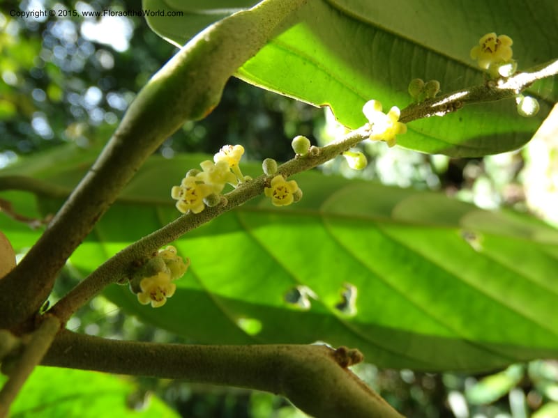 Octoknema, Davidson, C 12386--Cameroon. Bakengili Trail, Mt. Cameroon. 24 Mar 2014. DSC03587 (220).JPG