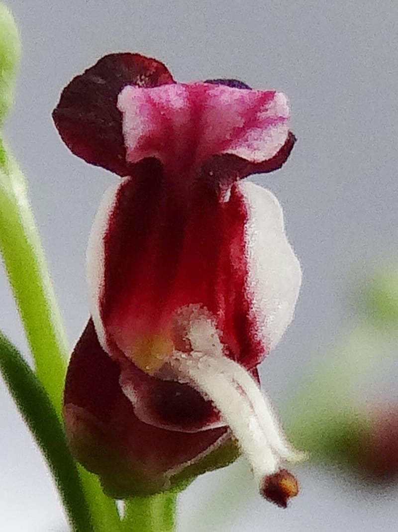Scrophularia--Kurdistan. 2nd stop after Tawilla. 22 May 2013. DSC04763 (45).JPG