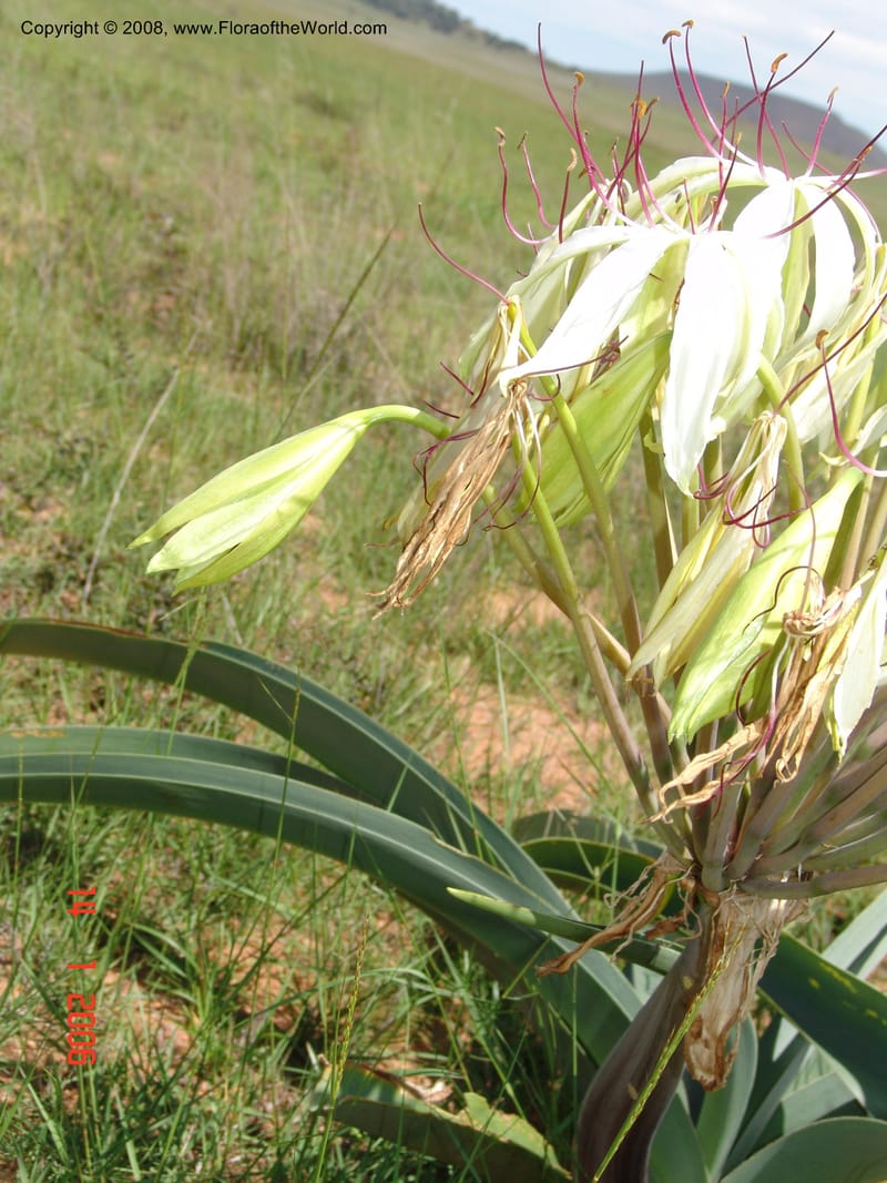 Crinum, not coll.--Madag. Prov. Fianar. 5 km SW of Ilakaka. 14 Jan 06. 008.jpg
