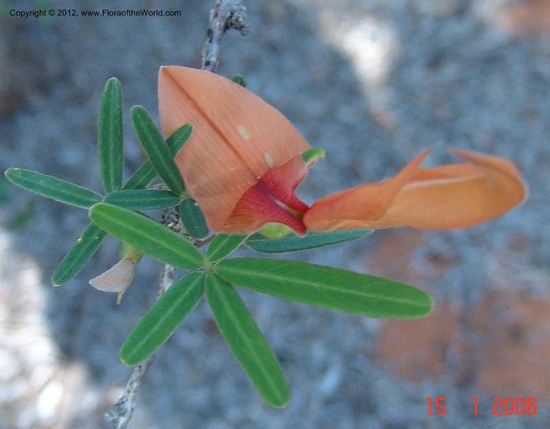 Chadsia grevei, Not collected-Madagascar, 15 Jan 2006   157 (1).jpg