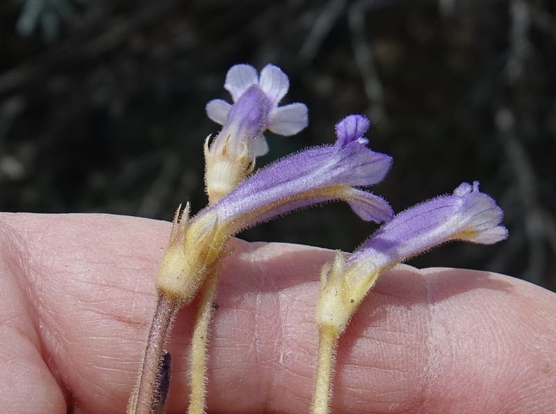 Orobanche uniflora, C. Davidson 13560, C. Davidson 13560--ID. Blaine Co. Rock Creek Preserve. TNC. 14 May 2017. DSC00477 (46).JPG