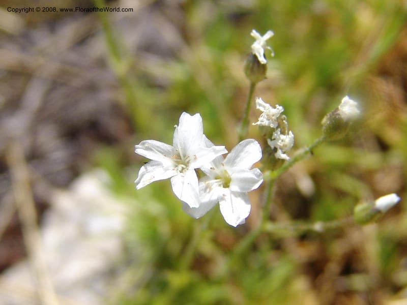 Arenaria congesta, CDavidson10978--ID. Idaho Co. Rocky slope S. of Josephine Lake.  25 Jul 06. 078.jpg