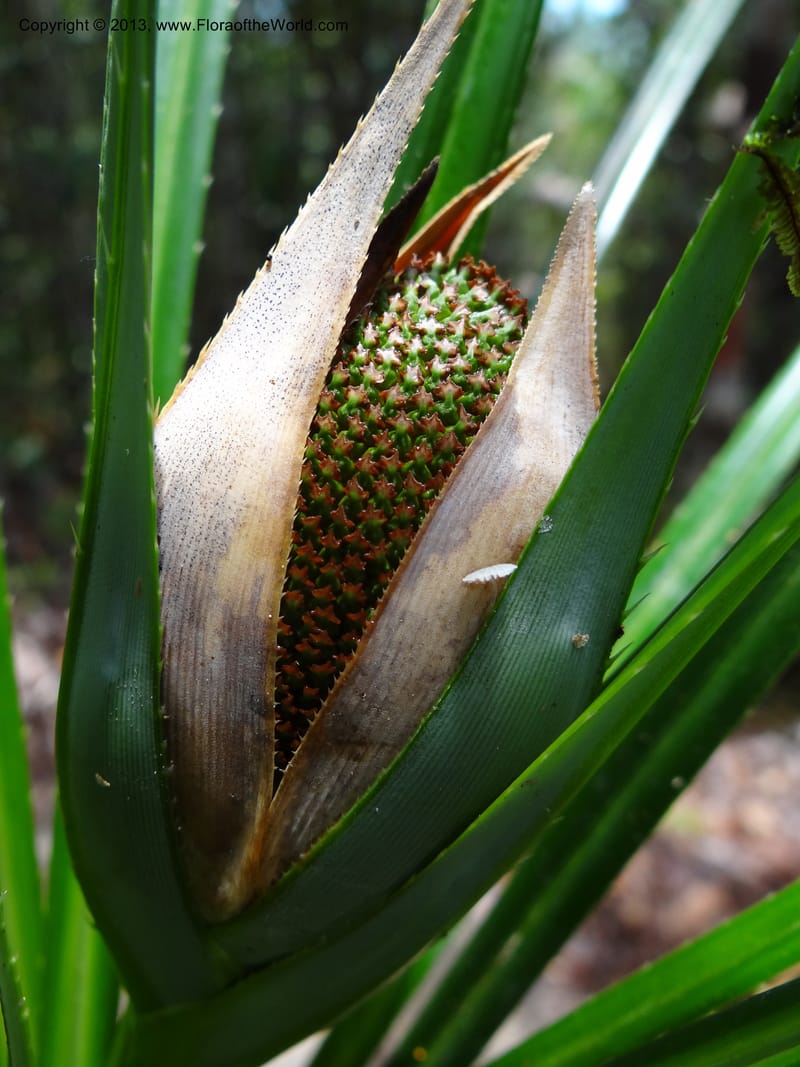 Pandanus dorystigma, Callmander 1015--Malaysia, Sarawak. Bako Nat. Park. Lintang Trail. 30 Mar 2012.  NDSC06186 (127).JPG
