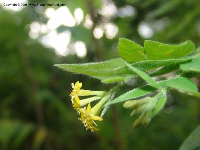 Englerodaphne pilosa--So.Africa. Mpumal. Buffelskloof Private Nat. Res. 17 Mch 05. 285.jpg
