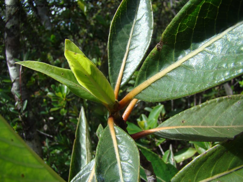 Psychotria, Munzinger, J 4807--New Caledonia, Prov. du Nord, Plateau de Poro, 16 Nov 2007, (57).jpg