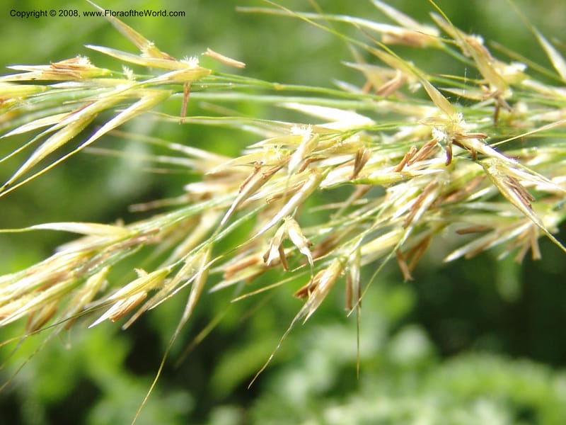 Stipa calamagrostis, S.43.1786--France. Paris. Jardin des Plantes. 4 Sep 07. 326.jpg