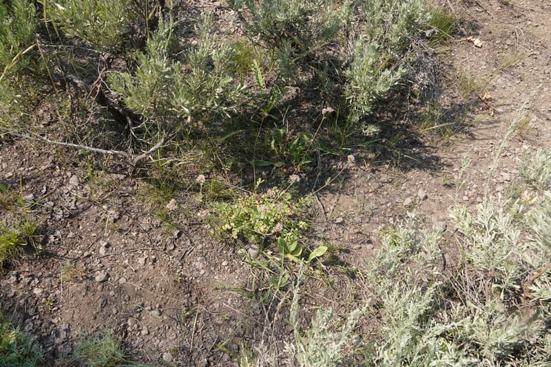 Horkelia fusca subsp. capitata, Davidson 14213--OR. Harney Co. Steens Mtn. July 2021. DSC09986 (691).JPG