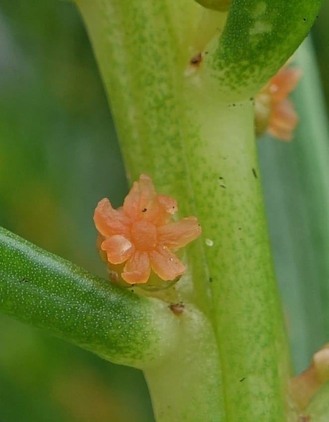 Gyrostemon sheathii, Davidson, C 13516--Australia. W.A. Torndirrup N.P. Frenchman Bay Rd. 30 Oct 2016. DSC06898 (41).JPG
