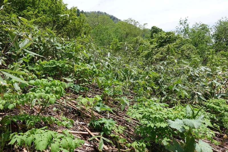 Ranzania japonica--Japan. Myoko Kenmin-no-mori. Hiuchiyama Trial. 27 May 2016.  (177).JPG