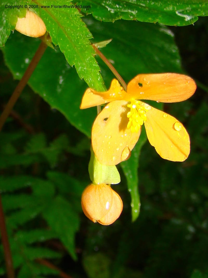 Begonia sutherlandii, RGereau7014--Tanz. Mbeya Rural Distr. Ngozi Crater. 26 Jan 08. 205.jpg
