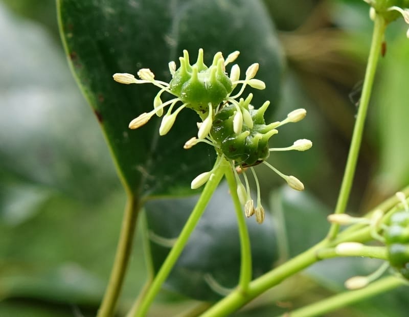 Trochodendron aralioides, Tseng Yu-Hsin 1327--Taiwan. Taroko Nat. Park. Mt. Bilu Trail. 21 May 2016.  (3).JPG