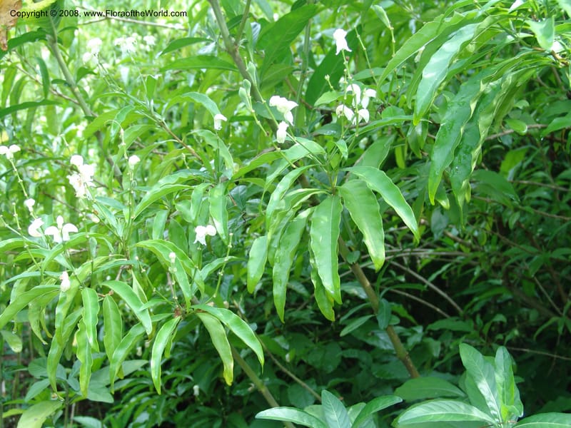 Justicia aconitiflora--So. Africa. Lowveld Nat. Bot. Gard. 14 Mch 05. 127.jpg
